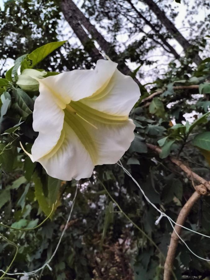 Le Jardin Almora 호텔 외부 사진
